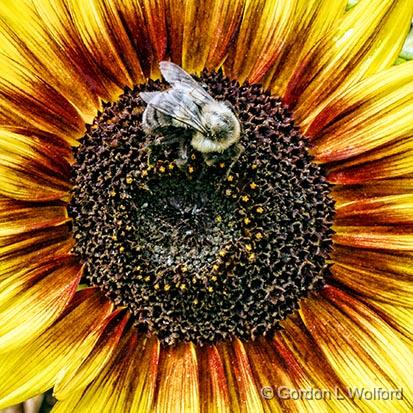 Bee On A Flower_01571.jpg - Photographed at Ottawa, Ontario, Canada.